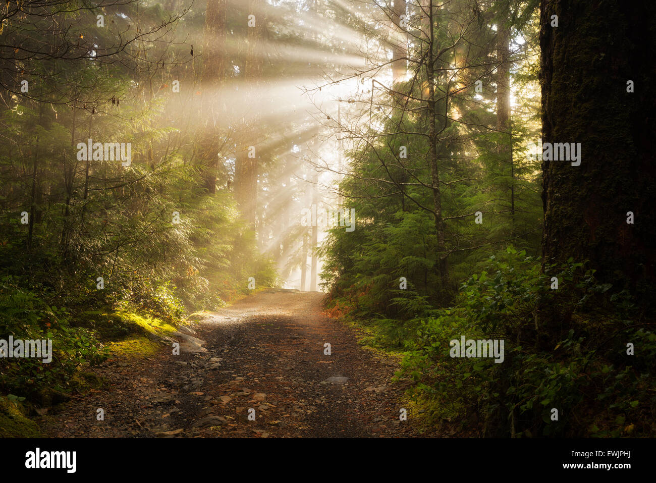 Road/sentier le long du ruisseau de l'Opale avec la solarisation/godrays. Opal Creek Wilderness, Oregon Banque D'Images