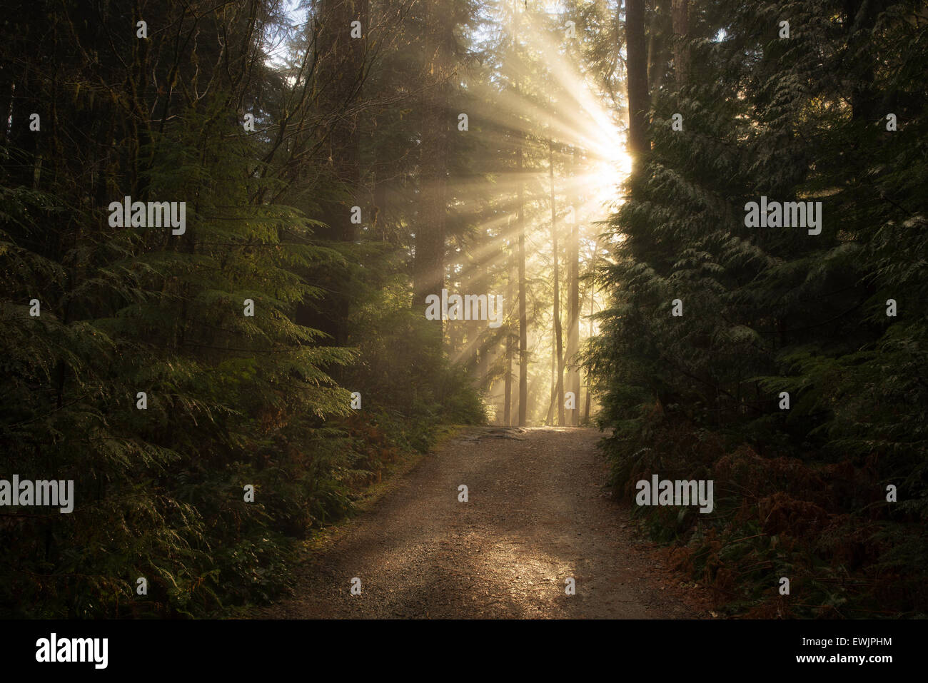 Road/sentier le long du ruisseau de l'Opale avec la solarisation/godrays. Opal Creek Wilderness, Oregon Banque D'Images