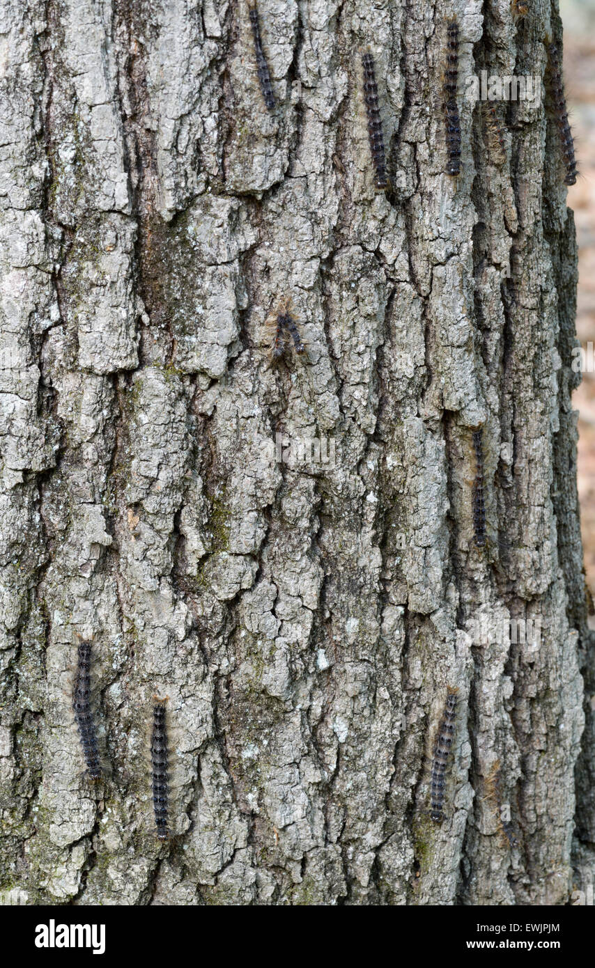 Les chenilles de la spongieuse, Lymantria dispar, sur tronc d'arbre, NJ, l'est de N.A. Banque D'Images