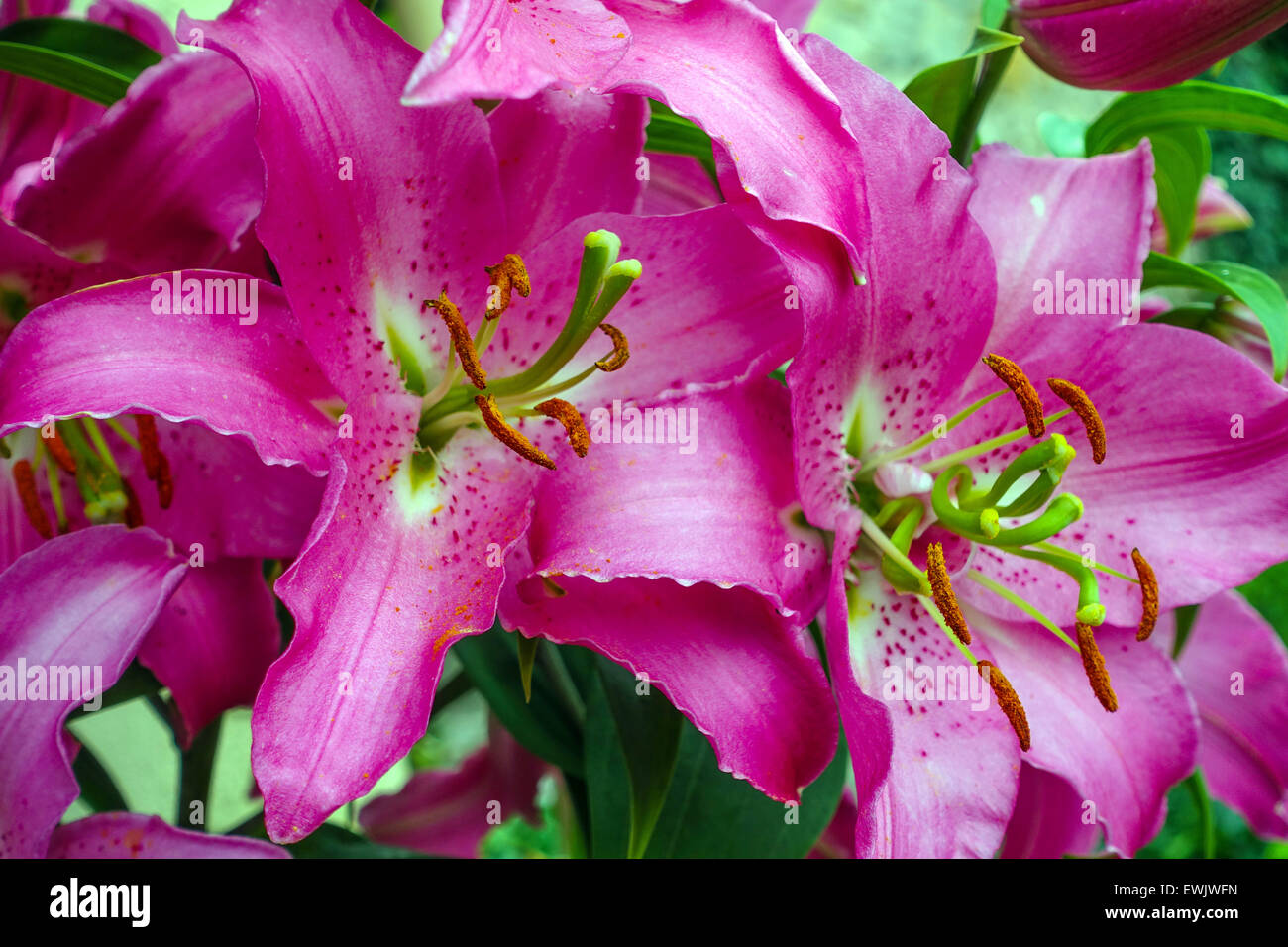 Close up of purple fleurs lily avec étamines et pollen Banque D'Images