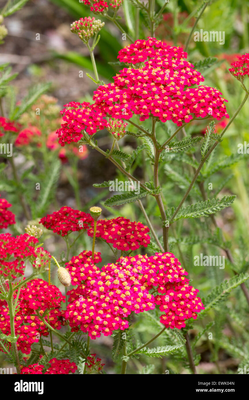 Les chefs de la fleur rouge, l'Achillea millefolium achillée ornementales 'Paprika' Banque D'Images