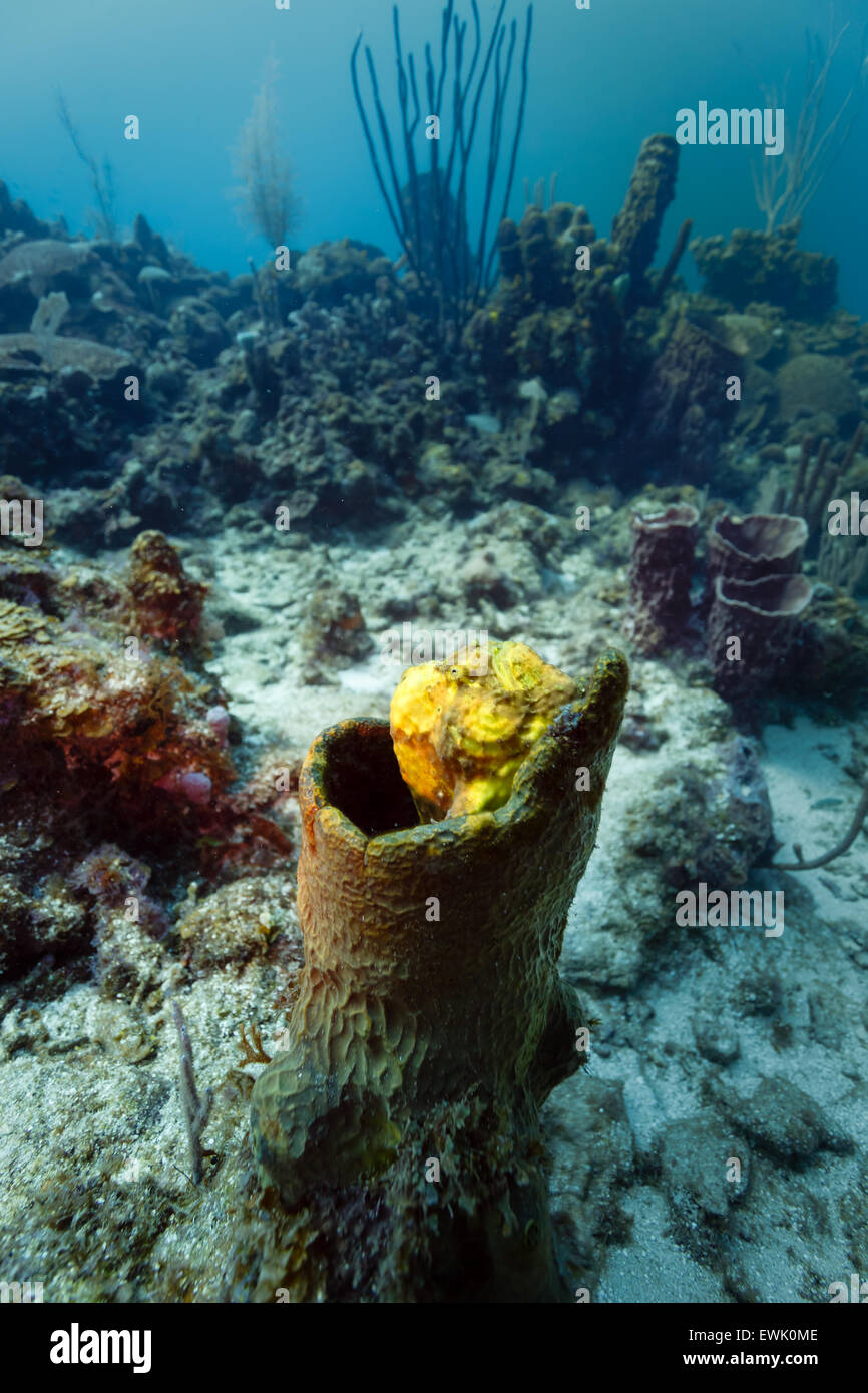 Palangre, Antennarius multiocellatus, grenouille jaune perchée dans une éponge sur un récif corallien tropical Banque D'Images