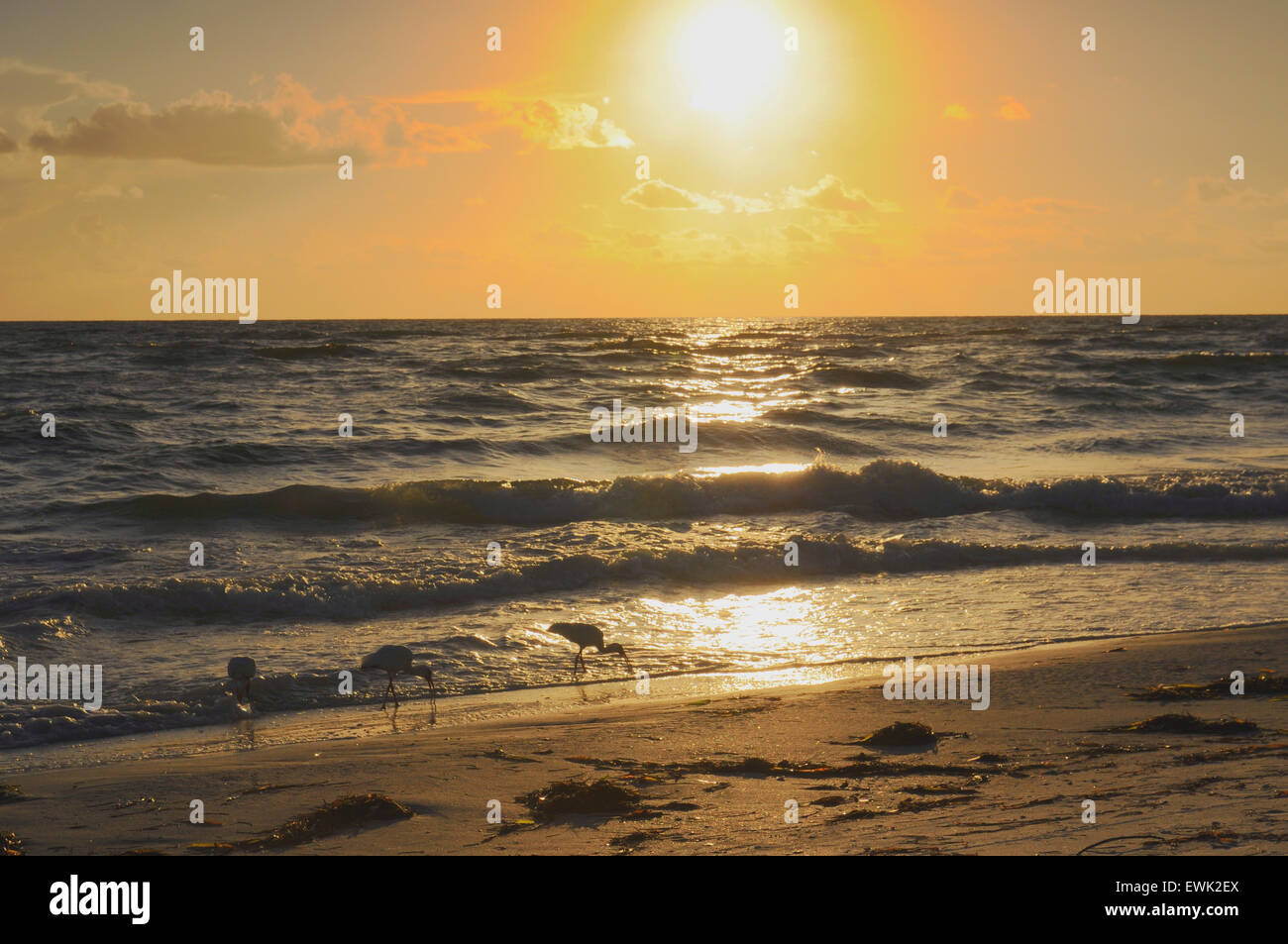 Bradenton Beach, Floride, États-Unis. 27 juin 2015. Coucher de soleil sur le golfe. Ibis en premier plan Banque D'Images