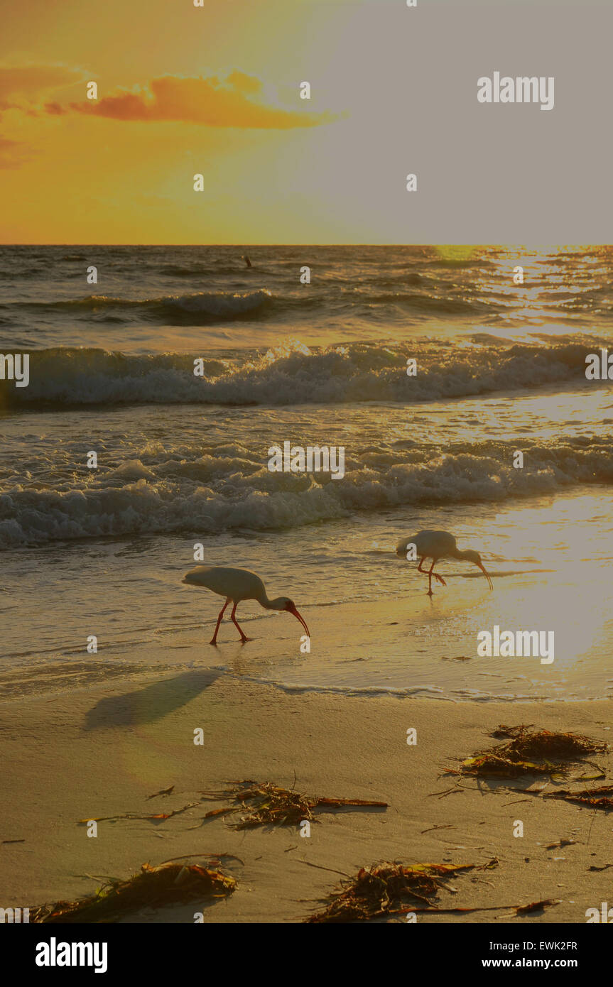Bradenton Beach, Floride, États-Unis. 27 juin 2015. Coucher de soleil sur le golfe. Ibis en premier plan Banque D'Images