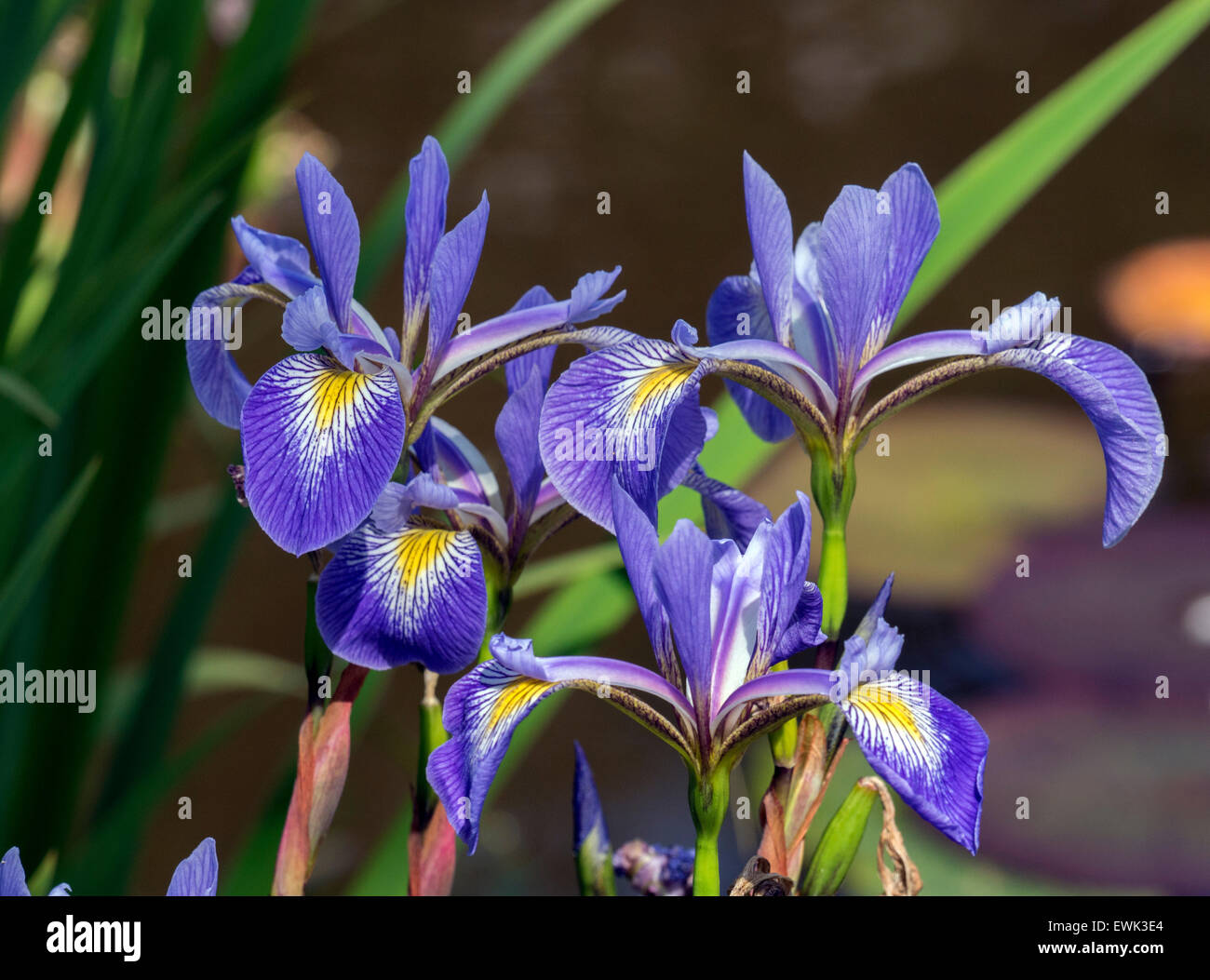 Iris fleurs bleu Banque D'Images