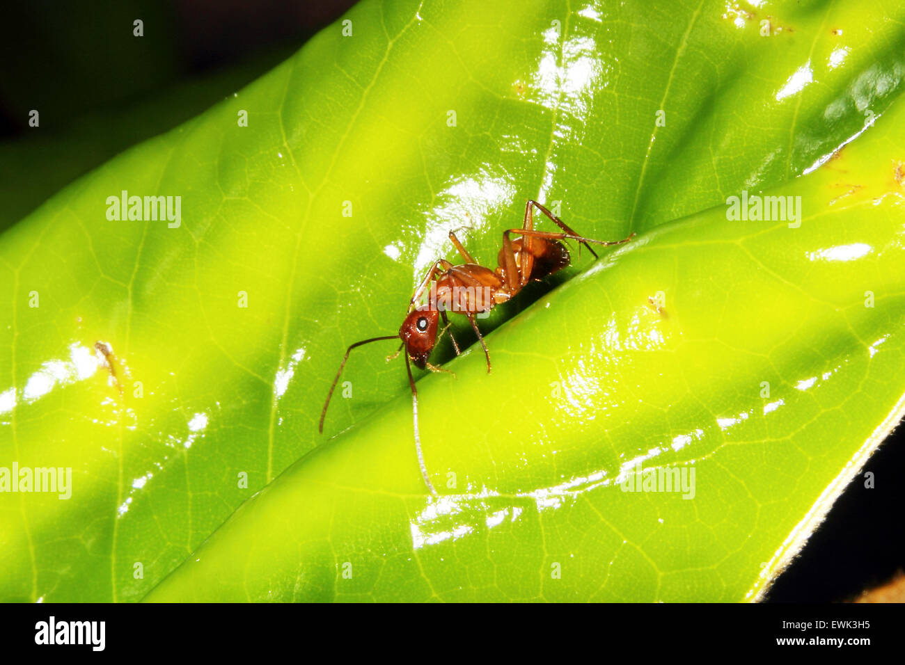 Une fourmi rouge à la recherche d'un repas sur une feuille. Banque D'Images