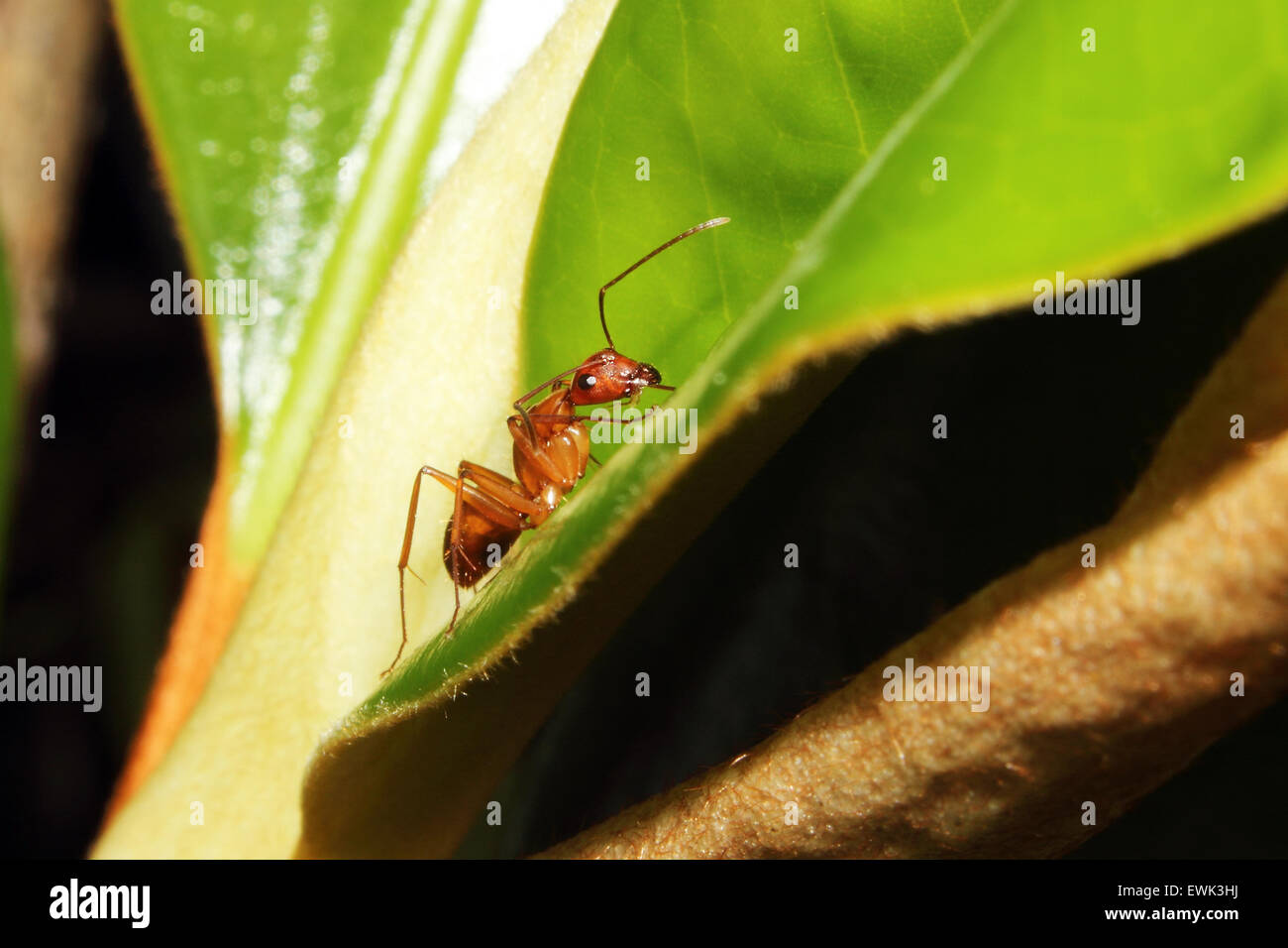 Une fourmi rouge à la recherche d'un repas sur une feuille. Banque D'Images