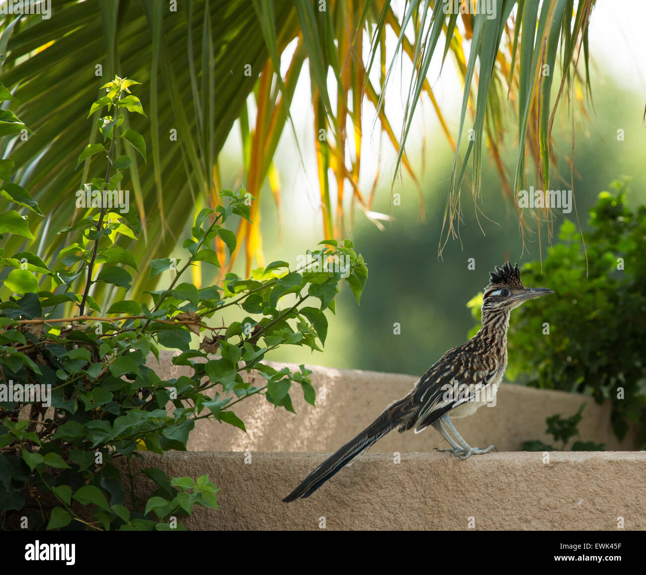 Roadrunner sur une corniche avec palmier Banque D'Images