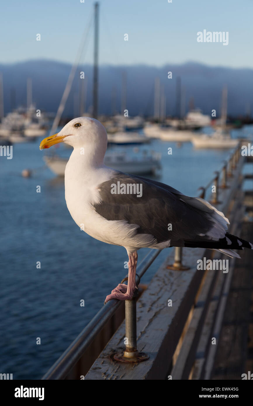 Vue de profil d'une mouette très détaillées Banque D'Images