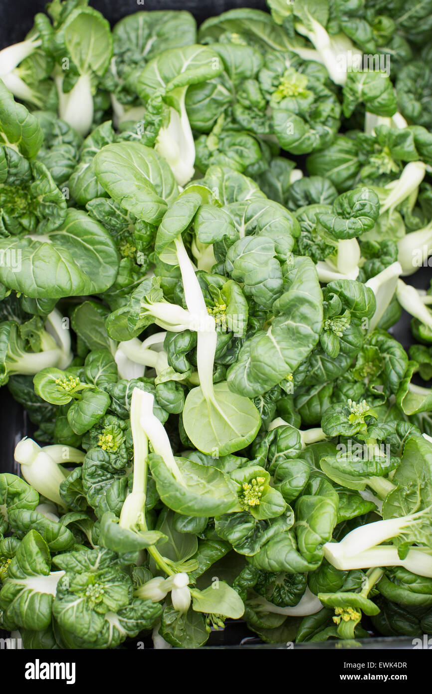 Bonsai, ou baby bok choy à Sébastopol, Farmer's Market, dans le Comté de Sonoma, en Californie. Banque D'Images