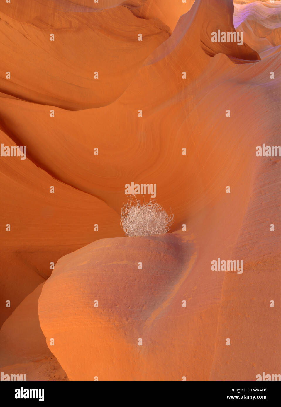 Érosion colorée dans l'emplacement de Red Rock Canyon contraste ball d'Antelope Valley, spinifex , page , arizona , usa Banque D'Images