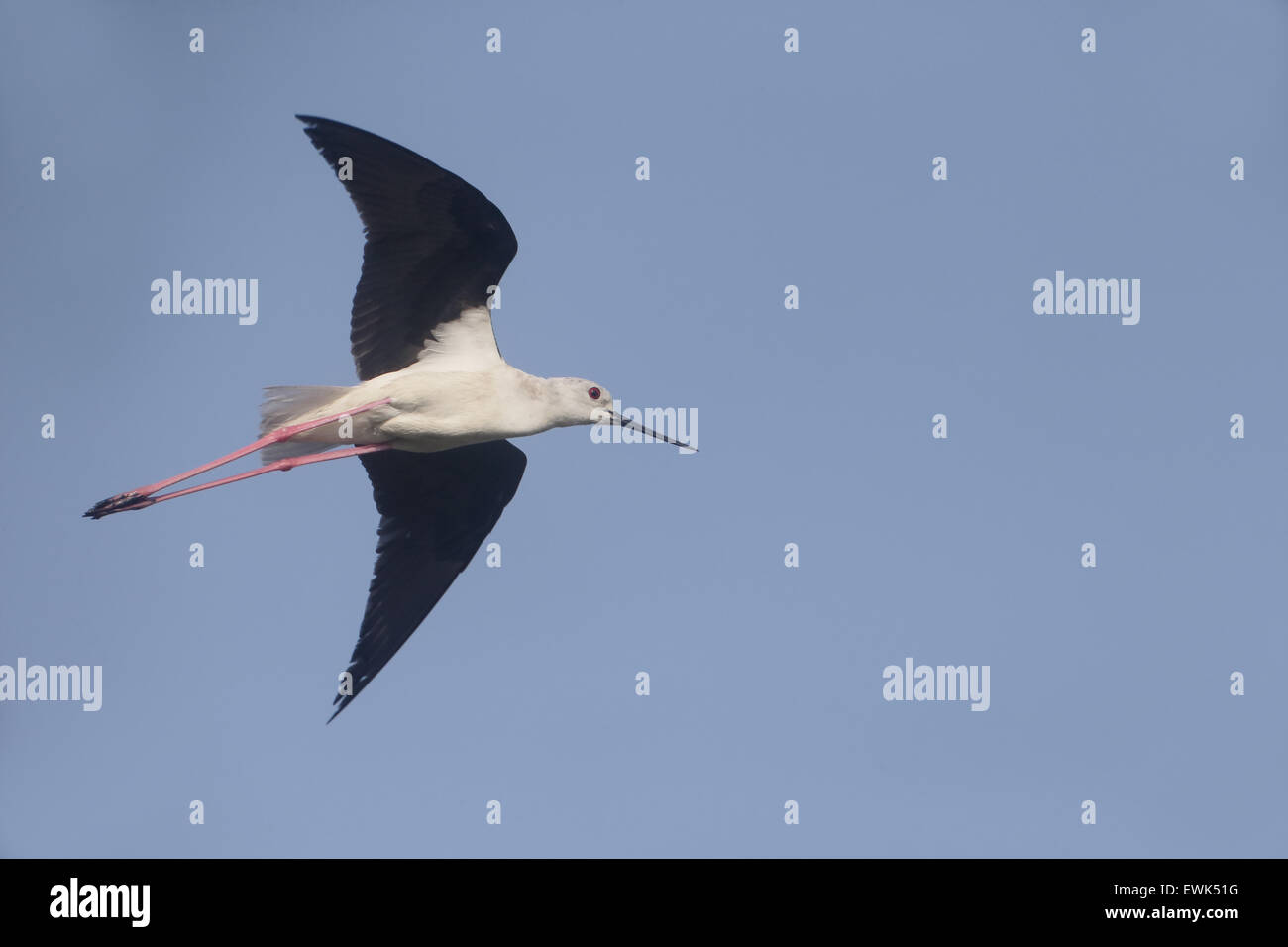 Black-winged stilt, Himantopus himantopus, seul oiseau en vol, Majorque, Juin 2015 Banque D'Images