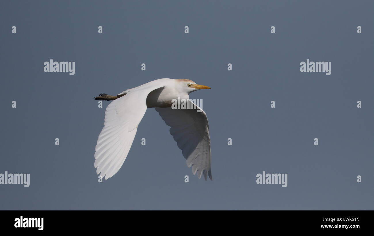 Héron garde-boeuf, Bubulcus ibis, seul oiseau en vol, Majorque, Juin 2015 Banque D'Images