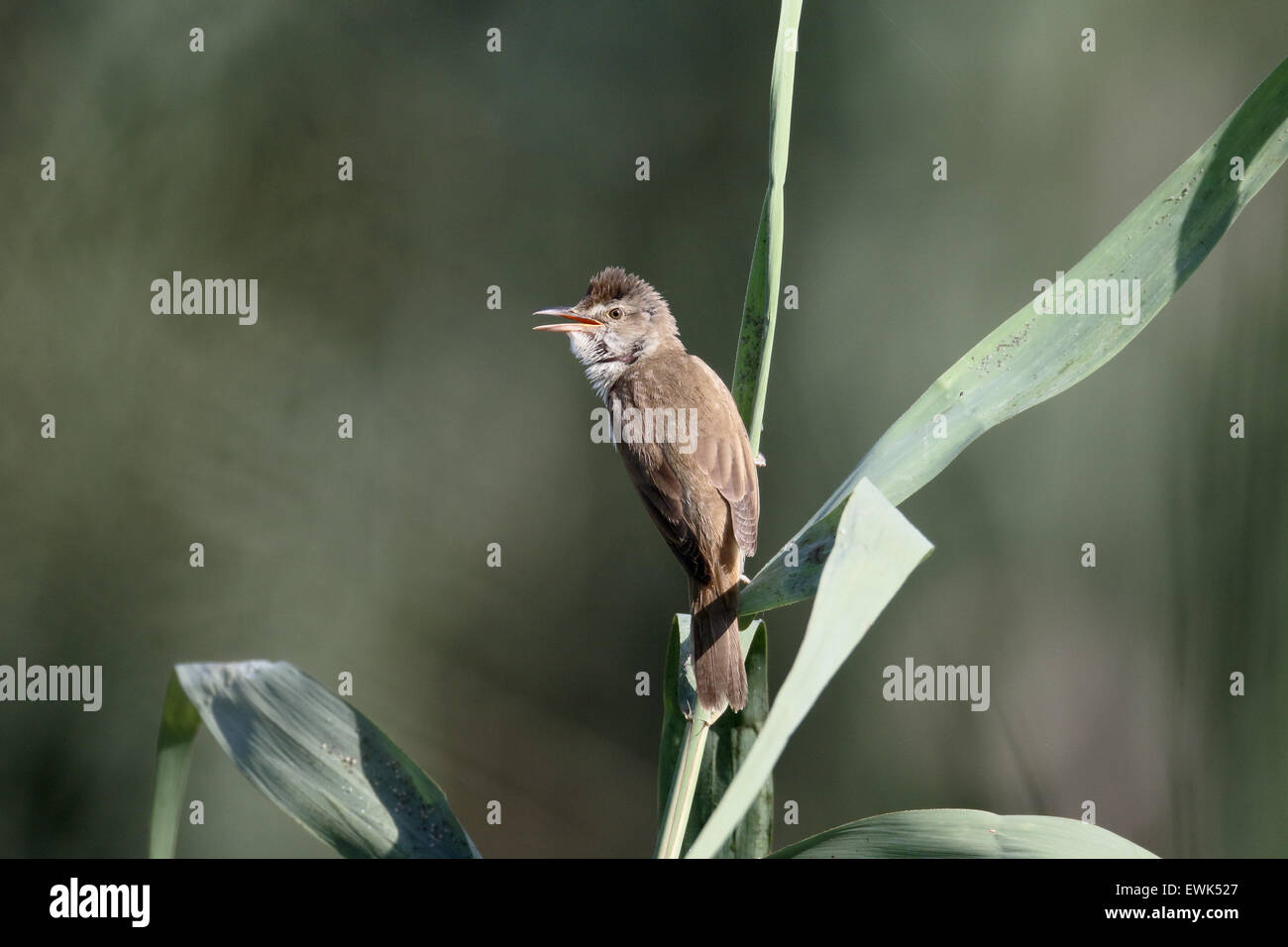 Grand-reed warbler, Acrocephalus arundinaceus, seul oiseau sur tige de roseau, Majorque, Juin 2015 Banque D'Images