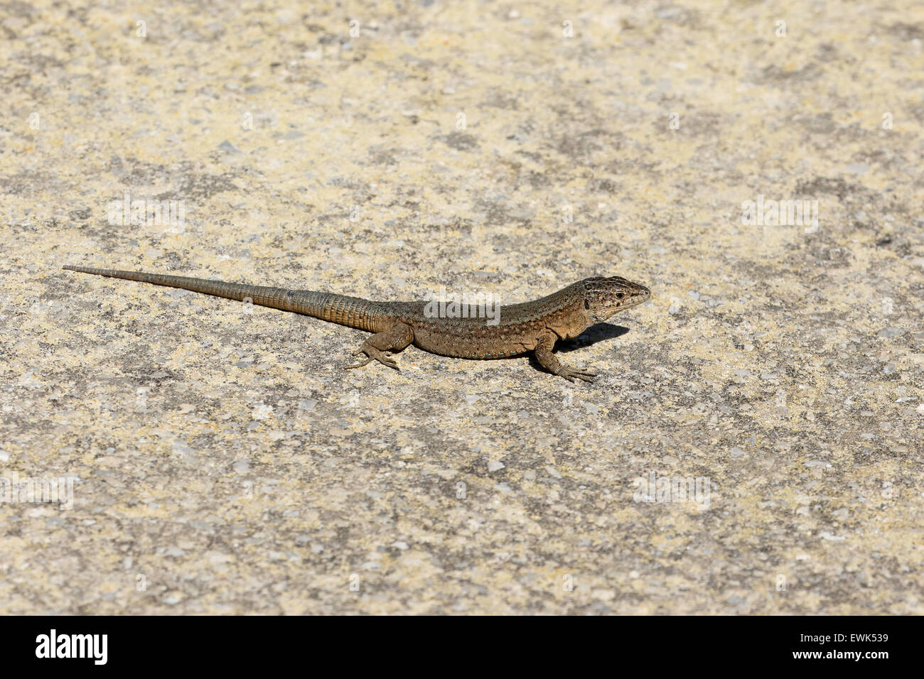 Lilfords lézard des murailles, Podarcis lilfordi gigliolii, l'île Dragonera, Majorque, Juin 2015 Banque D'Images