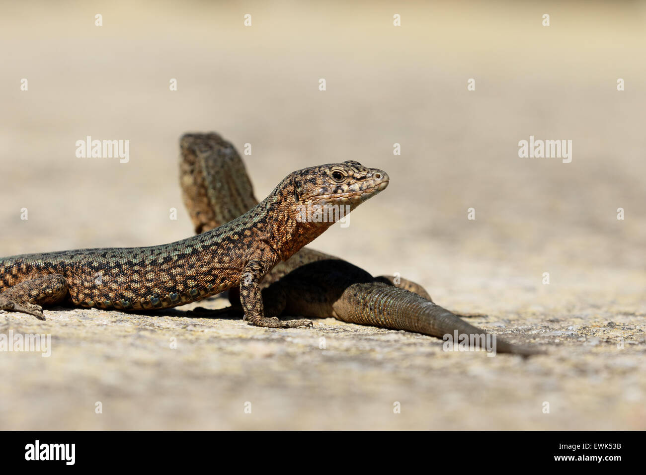 Lilfords lézard des murailles, Podarcis lilfordi gigliolii, l'île Dragonera, Majorque, Juin 2015 Banque D'Images