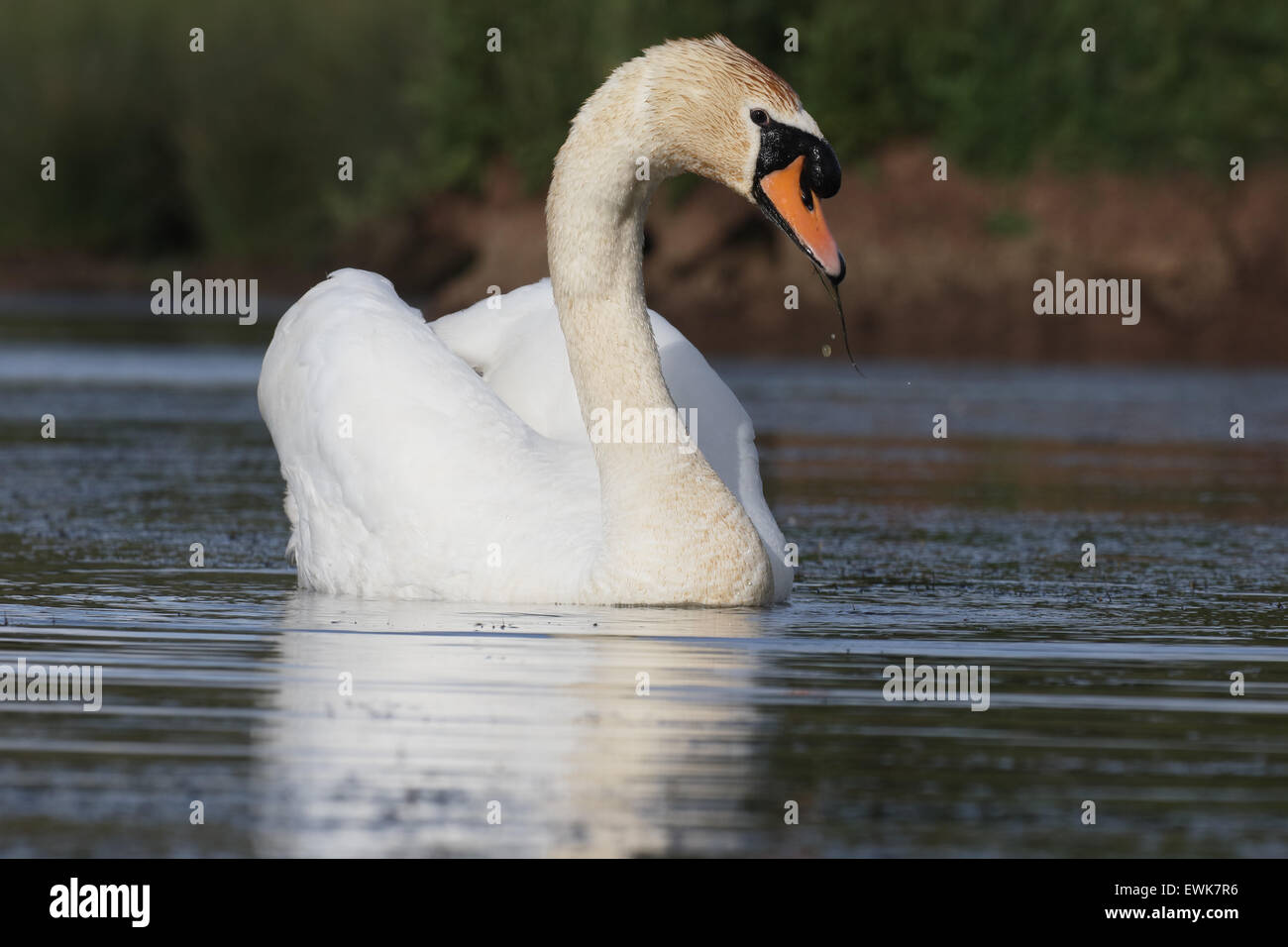 Cygne muet, Cygnus olor, swan unique sur l'eau, dans le Warwickshire, Juin 2015 Banque D'Images