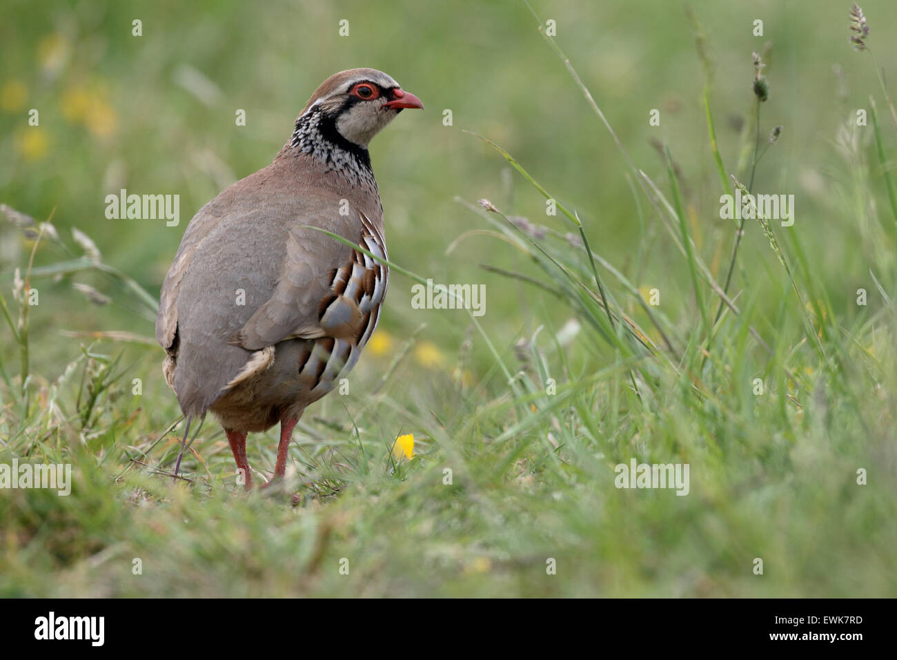 Red-legged partridge Alectoris rufa, seul oiseau dans l'herbe, Warwickshire, Juin 2015 Banque D'Images