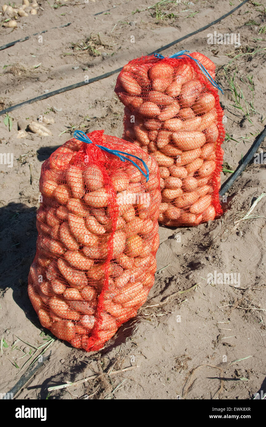 Deux sacs de pommes de terre biologiques frais grec. Lemnos Limnos island, ou la Grèce. Banque D'Images