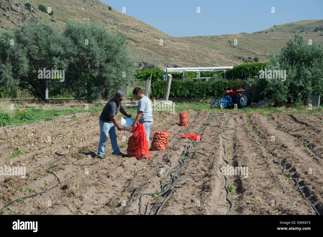 Les agriculteurs grecs de recueillir et d'emballage des pommes de terre biologiques frais en rouge (sacs) sackloths. Thanos village, île de Lemnos, en Grèce. Banque D'Images
