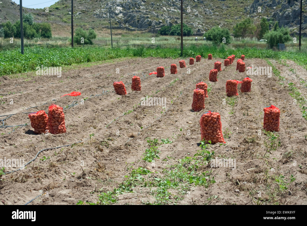 Sackcloths rouge grec de produits frais bio / récolte de pommes de terre biologiques, pack dans le vignoble de l'attente de la collecte. Banque D'Images