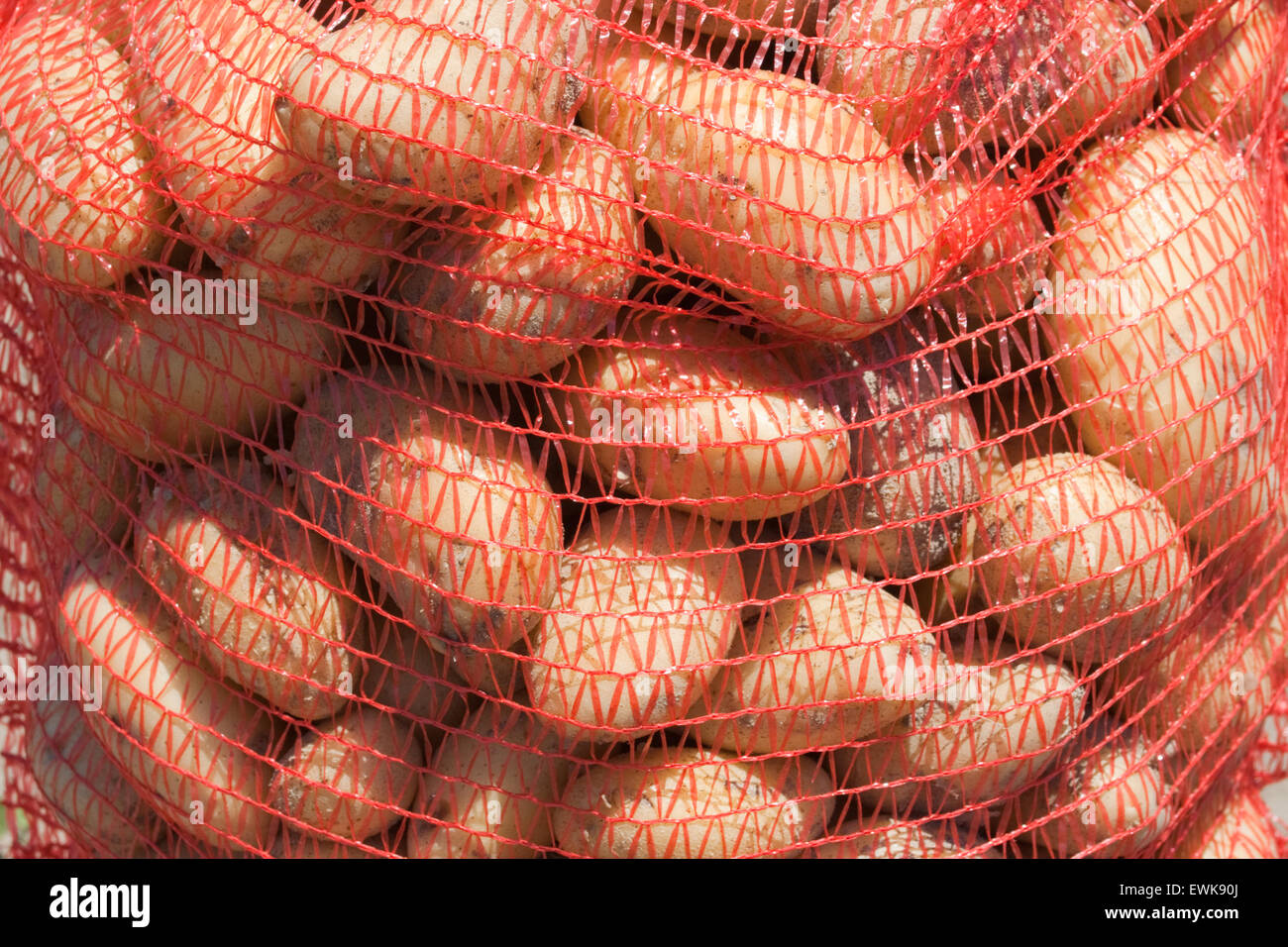 Macro closeup shop de pommes de terre biologiques frais grec recueillis et emballés dans des sacs rouge/ sackloths. Banque D'Images