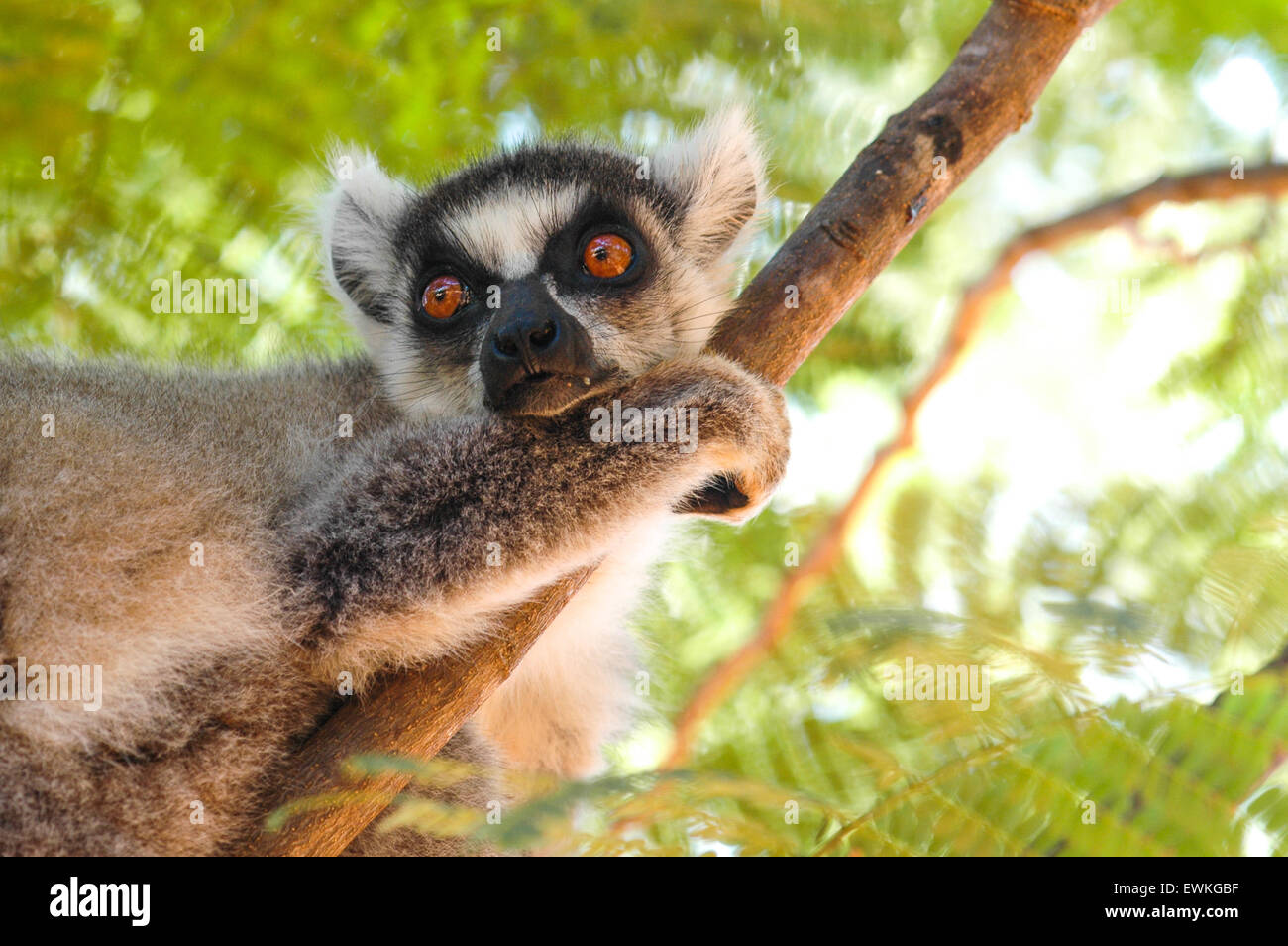 Untitled document (Lemur catta) à Madagascar Banque D'Images