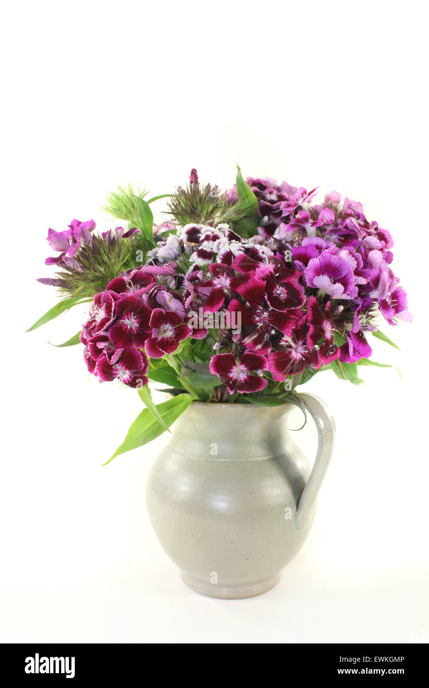 Un bouquet de Sweet William sur un fond clair Banque D'Images