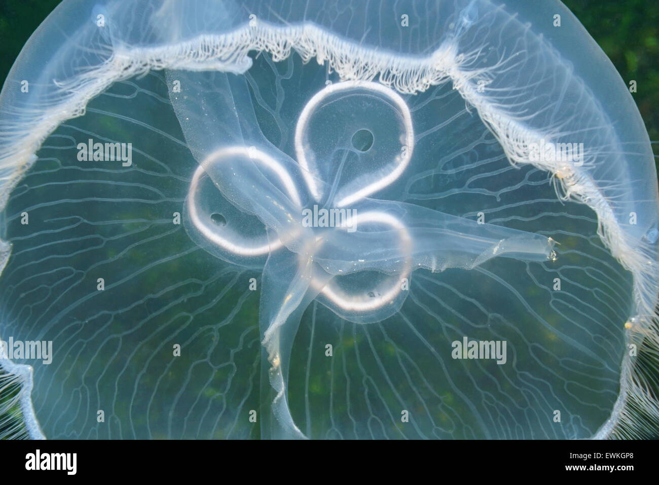 Sous l'eau translucide, de créature libre de méduses Aurelia aurita, lune, mer des Caraïbes Banque D'Images
