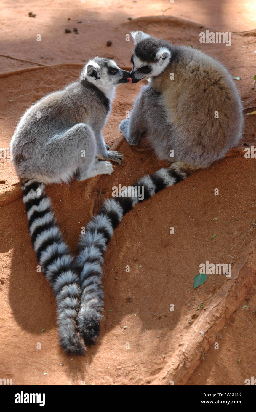 Ring-tailed lémuriens (Lemur catta) à Madagascar Banque D'Images
