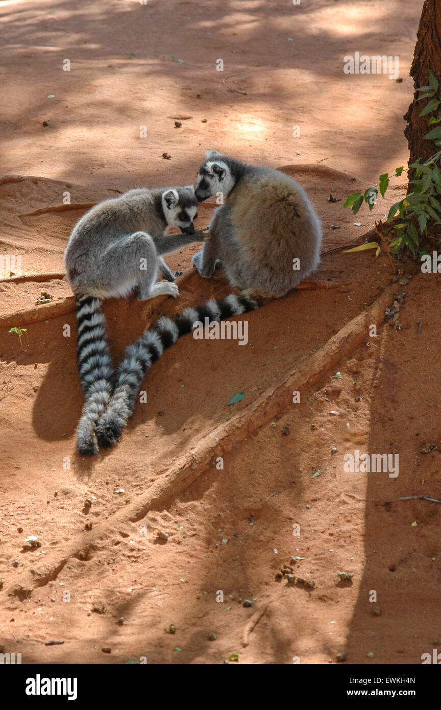 Ring-tailed lémuriens (Lemur catta) à Madagascar Banque D'Images