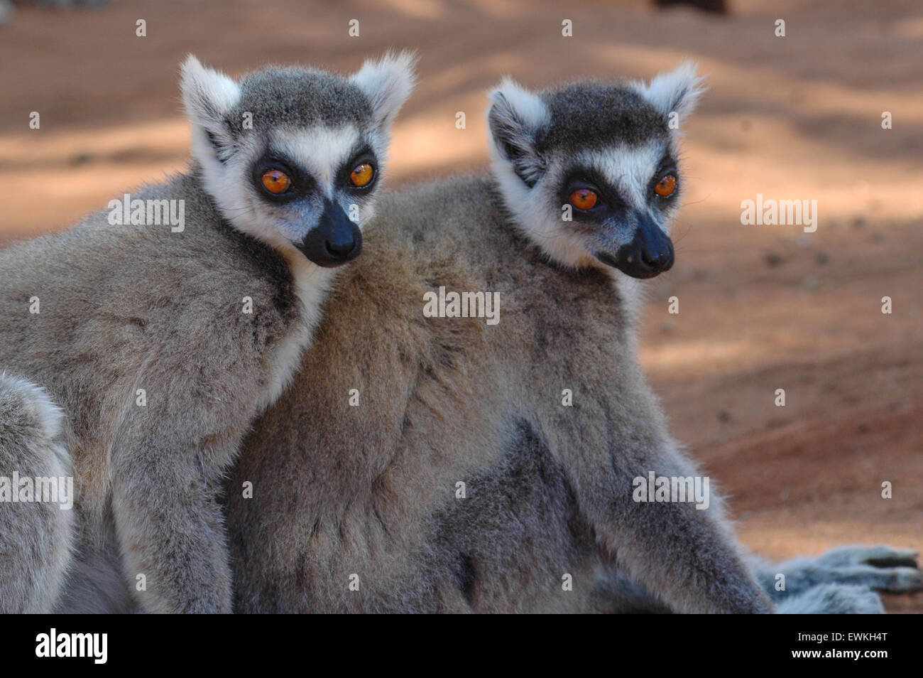 Ring-tailed lémuriens(Lemur catta) à Madagascar Banque D'Images