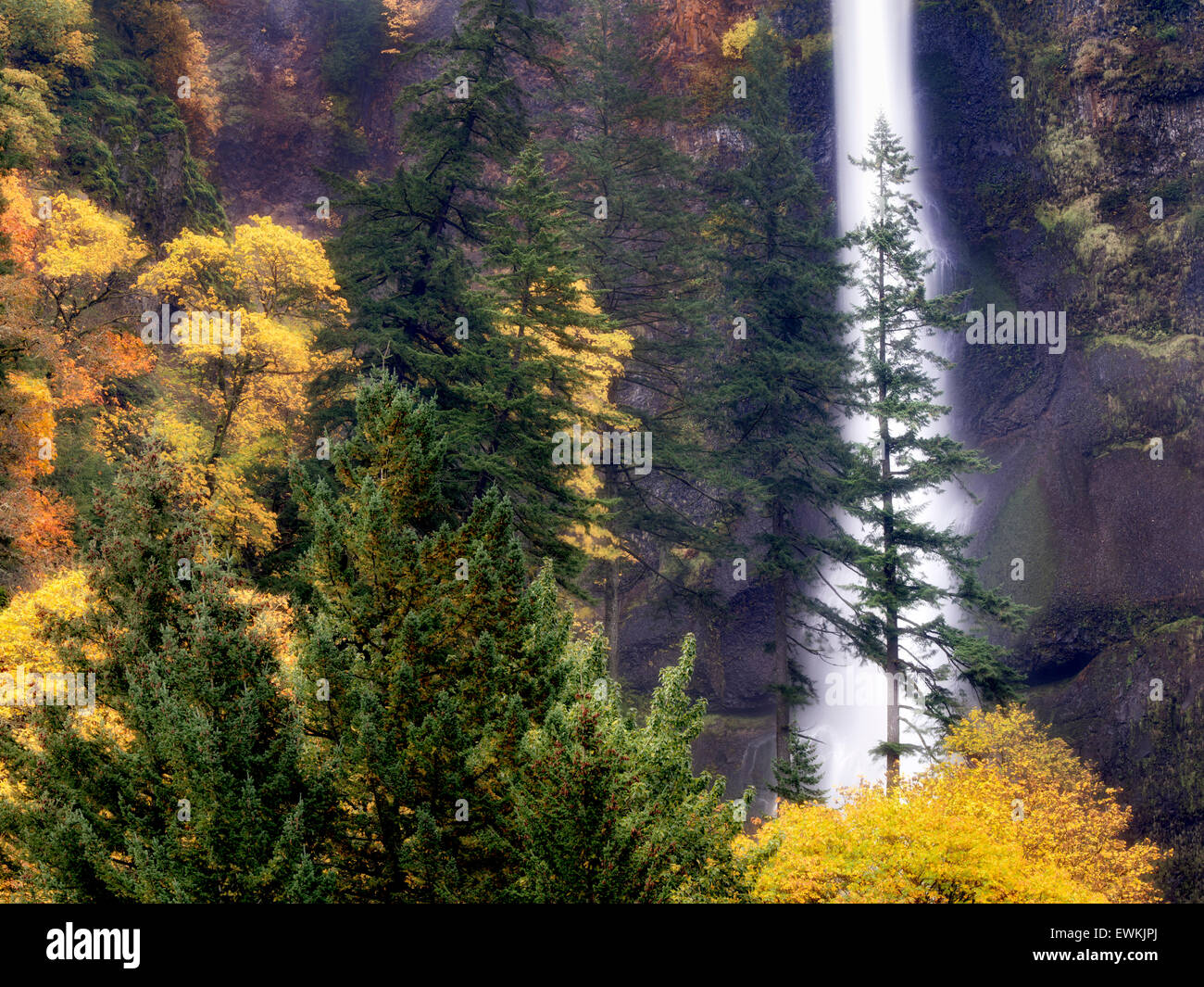 Chutes de Multnomah avec la couleur de l'automne. Columbia River Gorge National Scenic Area, New York Banque D'Images