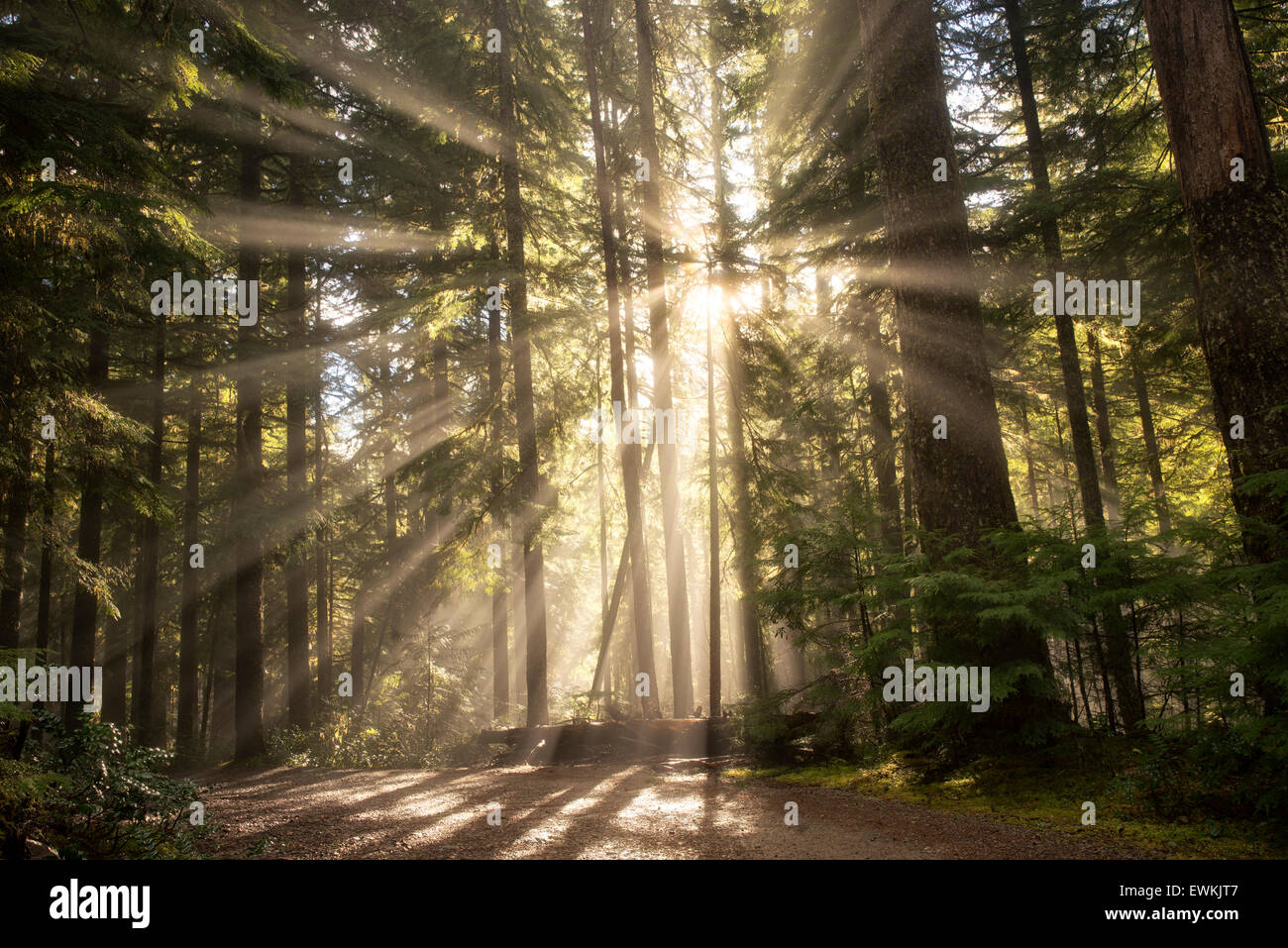 Road/sentier le long du ruisseau de l'Opale avec la solarisation/godrays. Opal Creek Wilderness, Oregon Banque D'Images