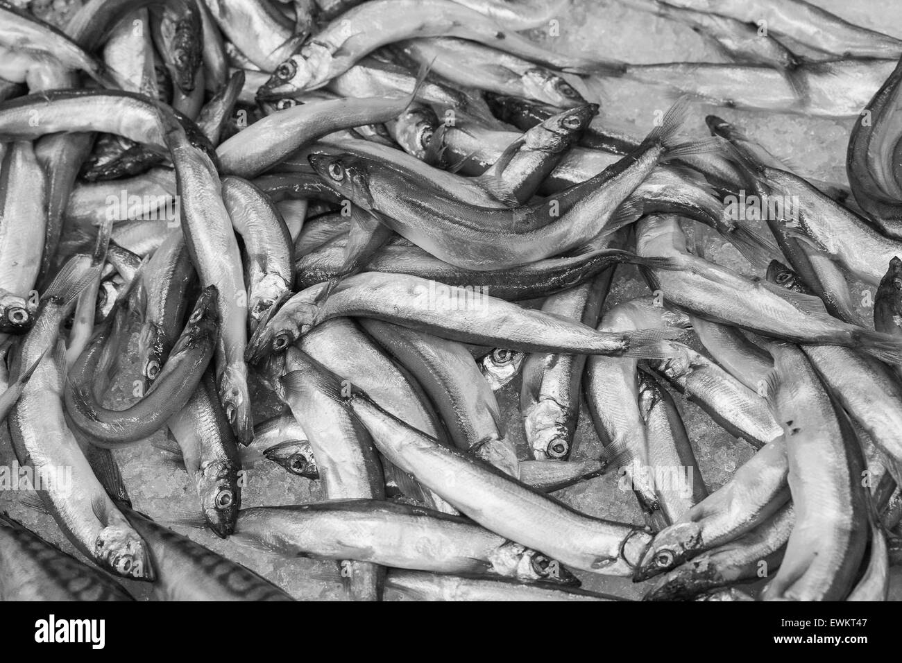 Libre de petits poissons crus whitebait. Banque D'Images Libre de petits poissons crus whitebait. Banque D'Images