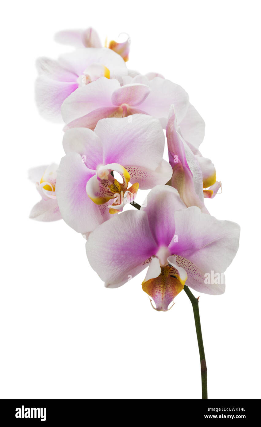 Orchidée rose sur le fond blanc. Banque D'Images