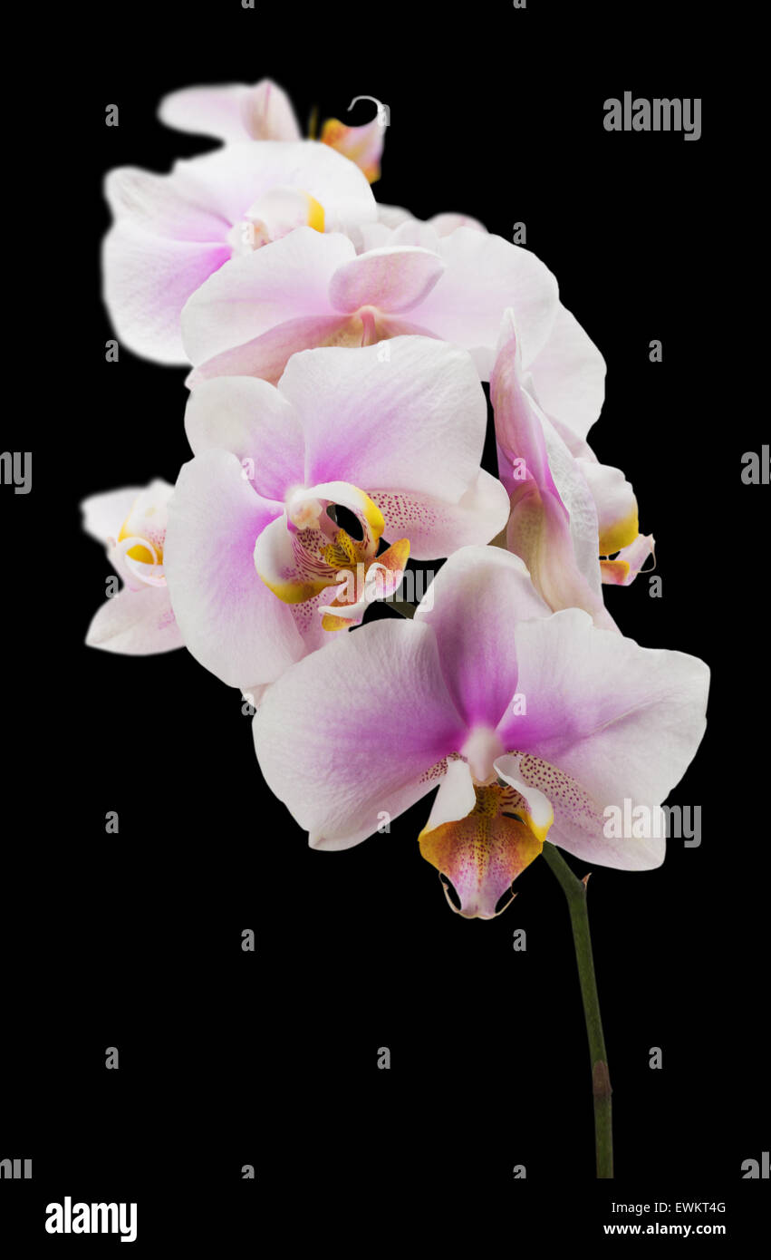Orchidée rose sur le fond noir. Banque D'Images
