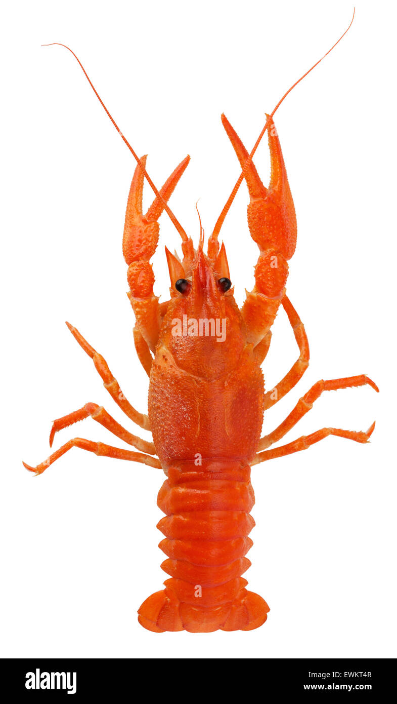 Homard rouge isolé sur fond blanc. Banque D'Images