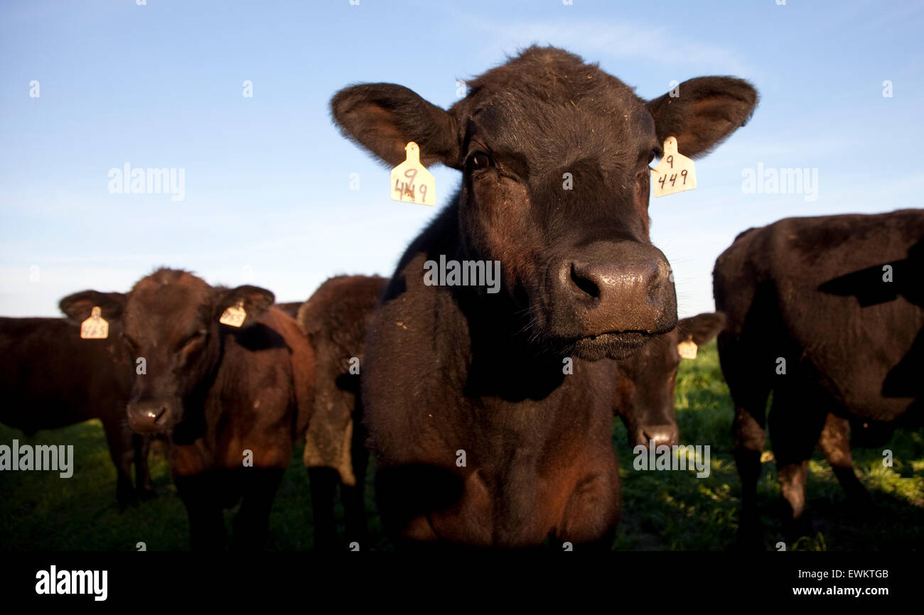 Le bétail nourri à l'herbe brouter sur un pâturage près de Ocala, en Floride. Banque D'Images