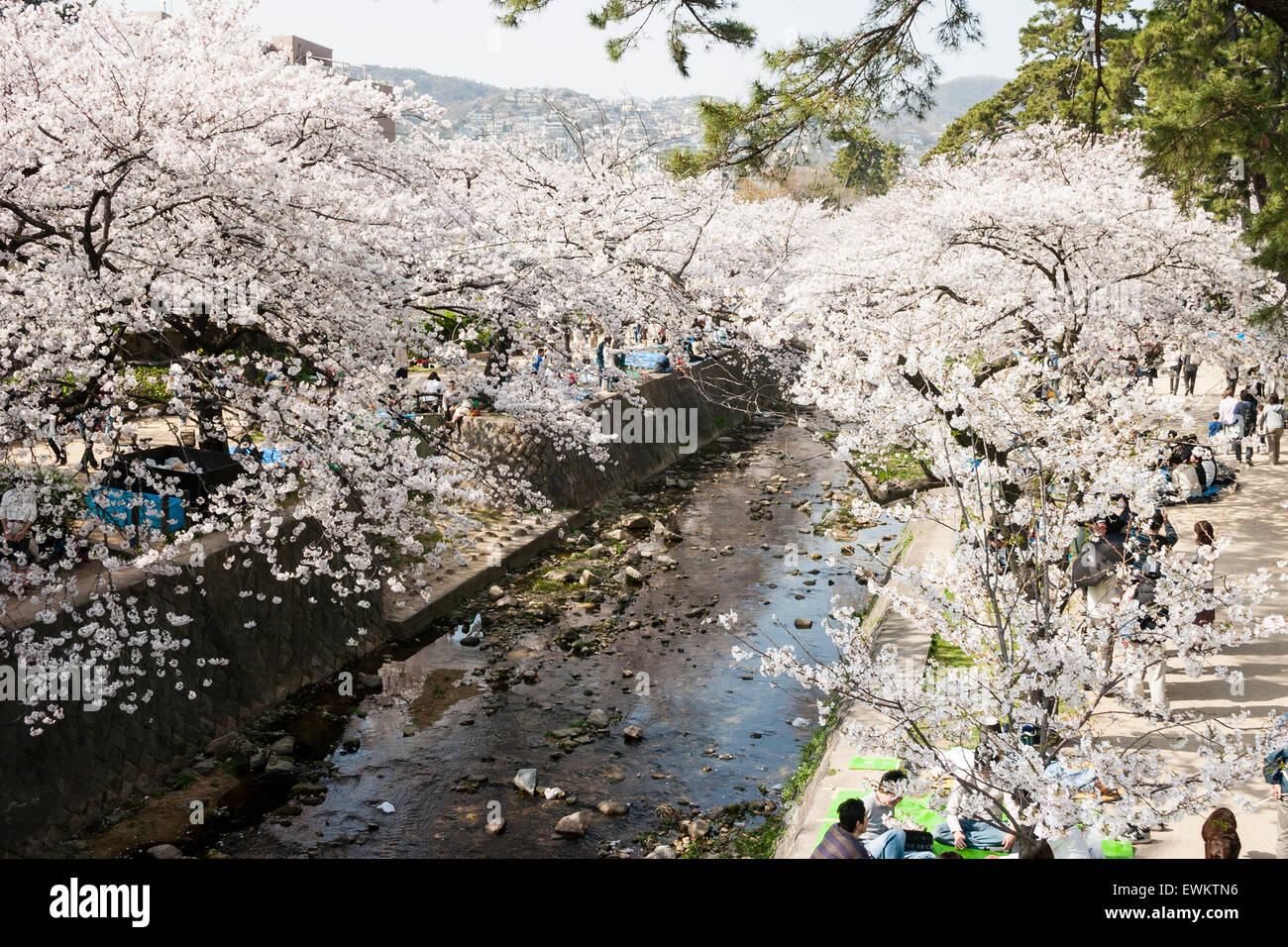 Scène de printemps bondé de personnes marcher sous des rangées de cerisiers en fleurs arbres tandis que d'autres assis dans les groupes pique-nique par la rivière Shukugawa, au Japon. Banque D'Images