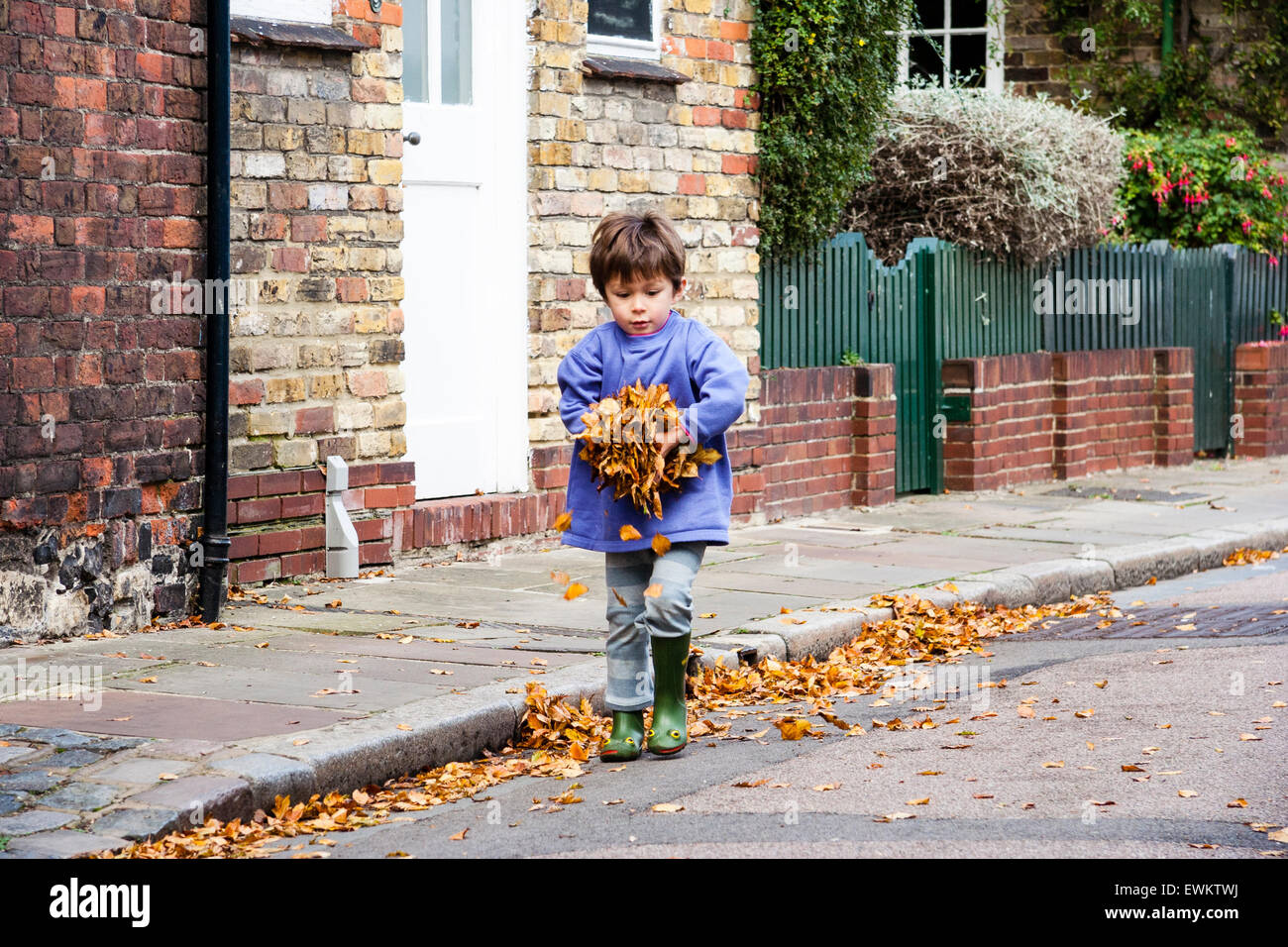 Caucasien enfant, garçon, 5-6 ans, marchant le long d'une rue verdoyante vers viewer en transportant un gros tas de feuilles d'automne brun dans ses mains. Banque D'Images