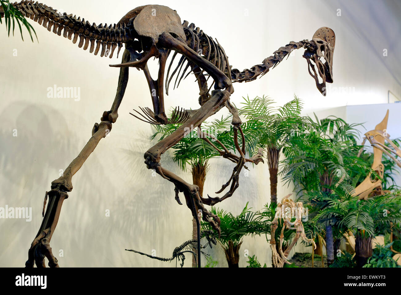 Dromaepodus shangdongensis, Dinosaur Dinosaur Hall, Centre de ressources, Woodland Park, Colorado USA Banque D'Images