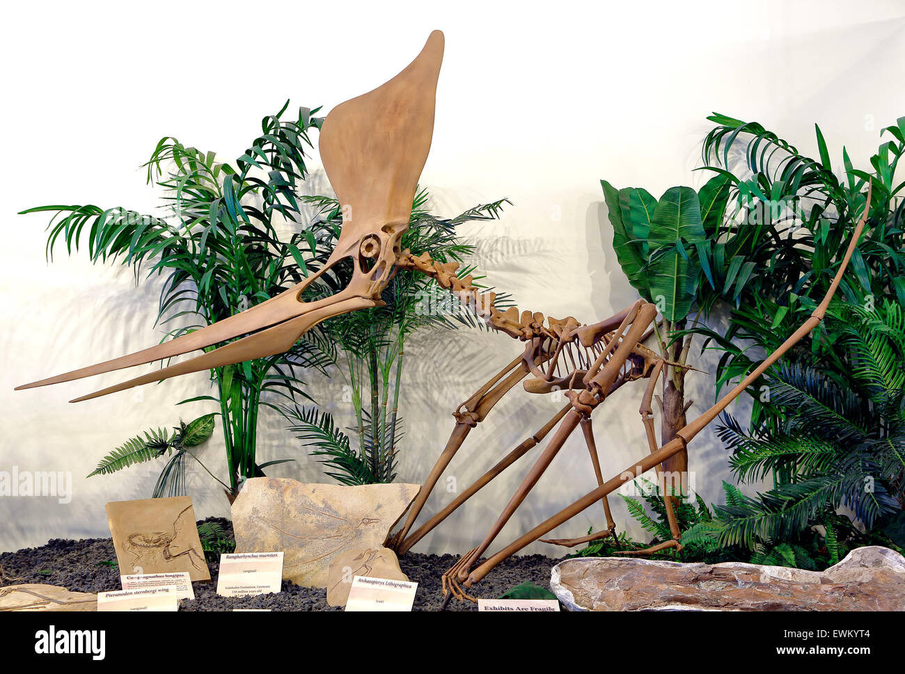 Petranodon sternbergi dinosaure dinosaure,Hall, Centre de ressources, de Woodland Park, Colorado USA Banque D'Images