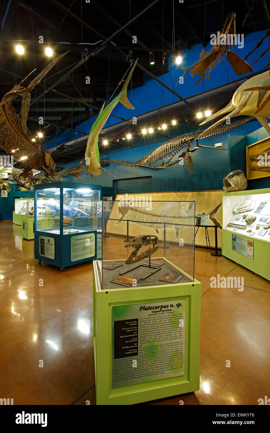 Océan préhistorique Dinosaur Hall, Centre de ressources, Woodland Park, Colorado USA Banque D'Images