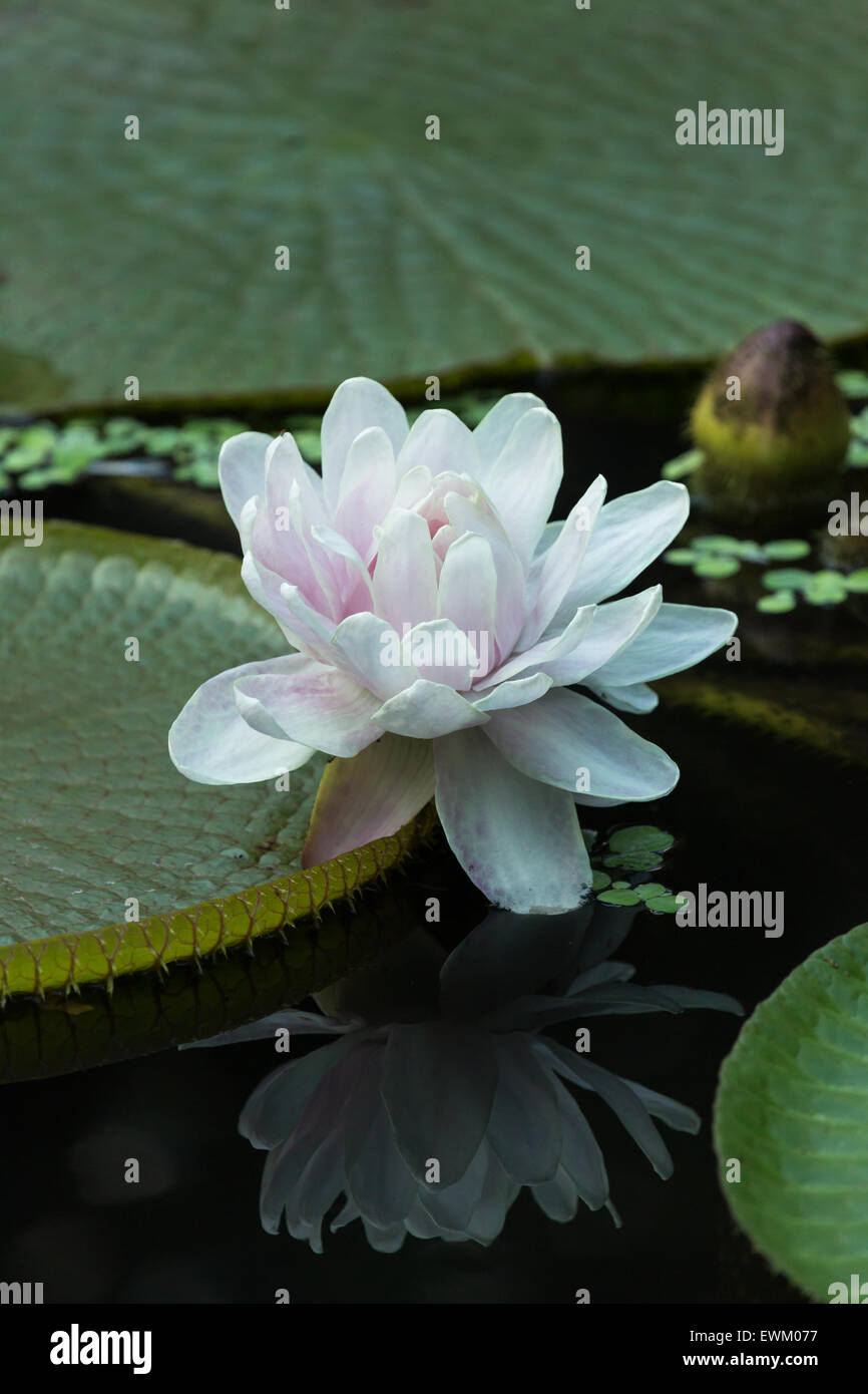 Water Lily et réflexion Banque D'Images