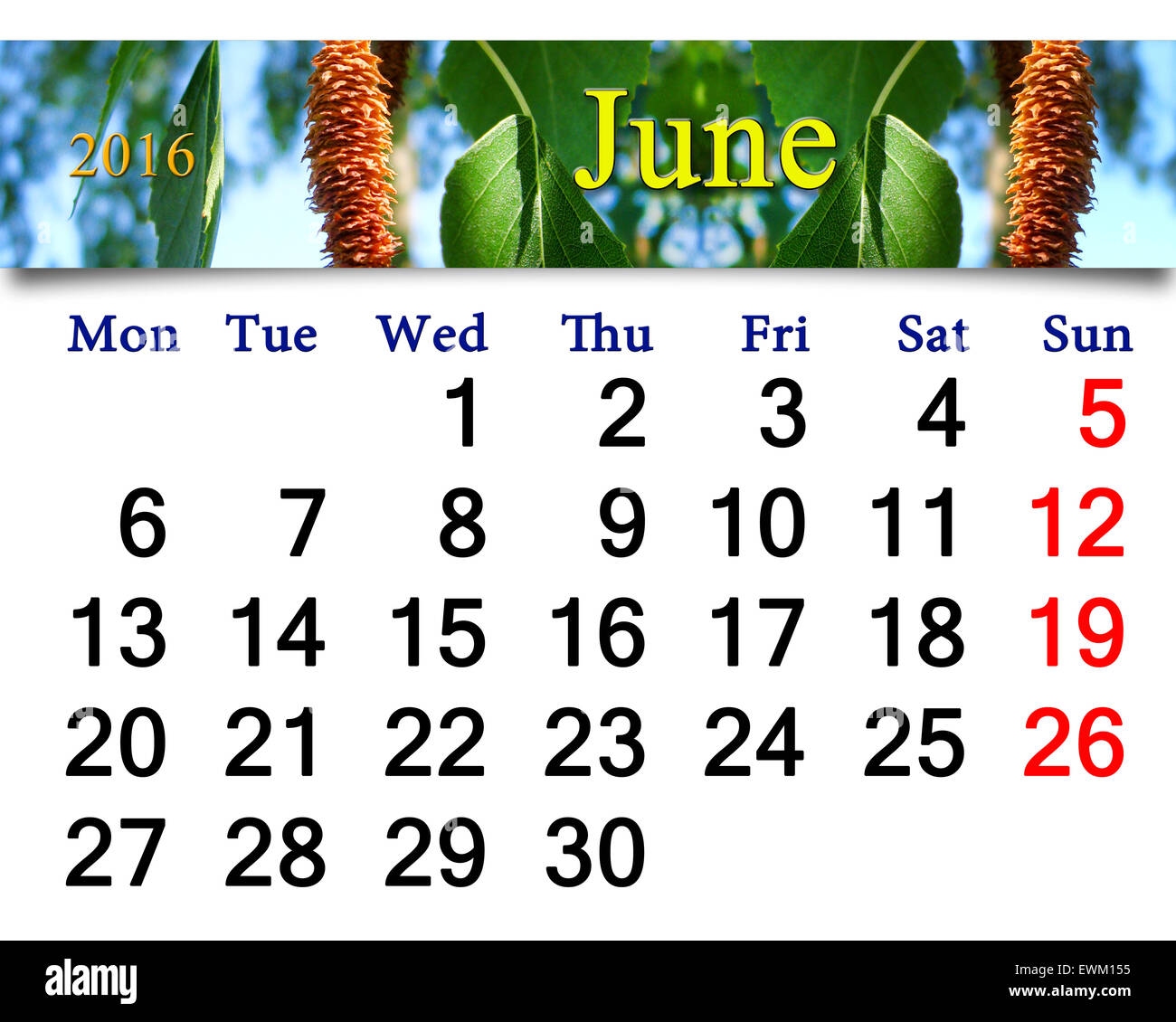 Calendrier de juin 2016 sur l'arrière-plan de feuilles de bouleau. Calendrier pour l'impression et utilisation dans la vie de bureau. Banque D'Images