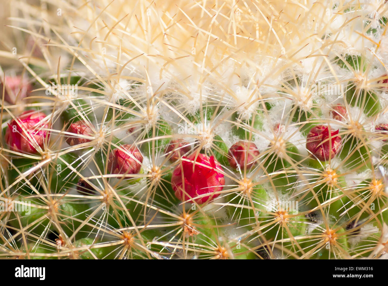 Cactus close up avec des fleurs rouges. Prises le 9 juin 2015. Banque D'Images
