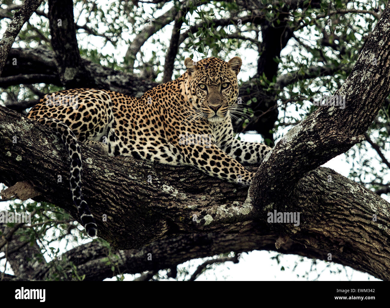 Leopard animal sauvage Afrique Masai Mara Banque D'Images