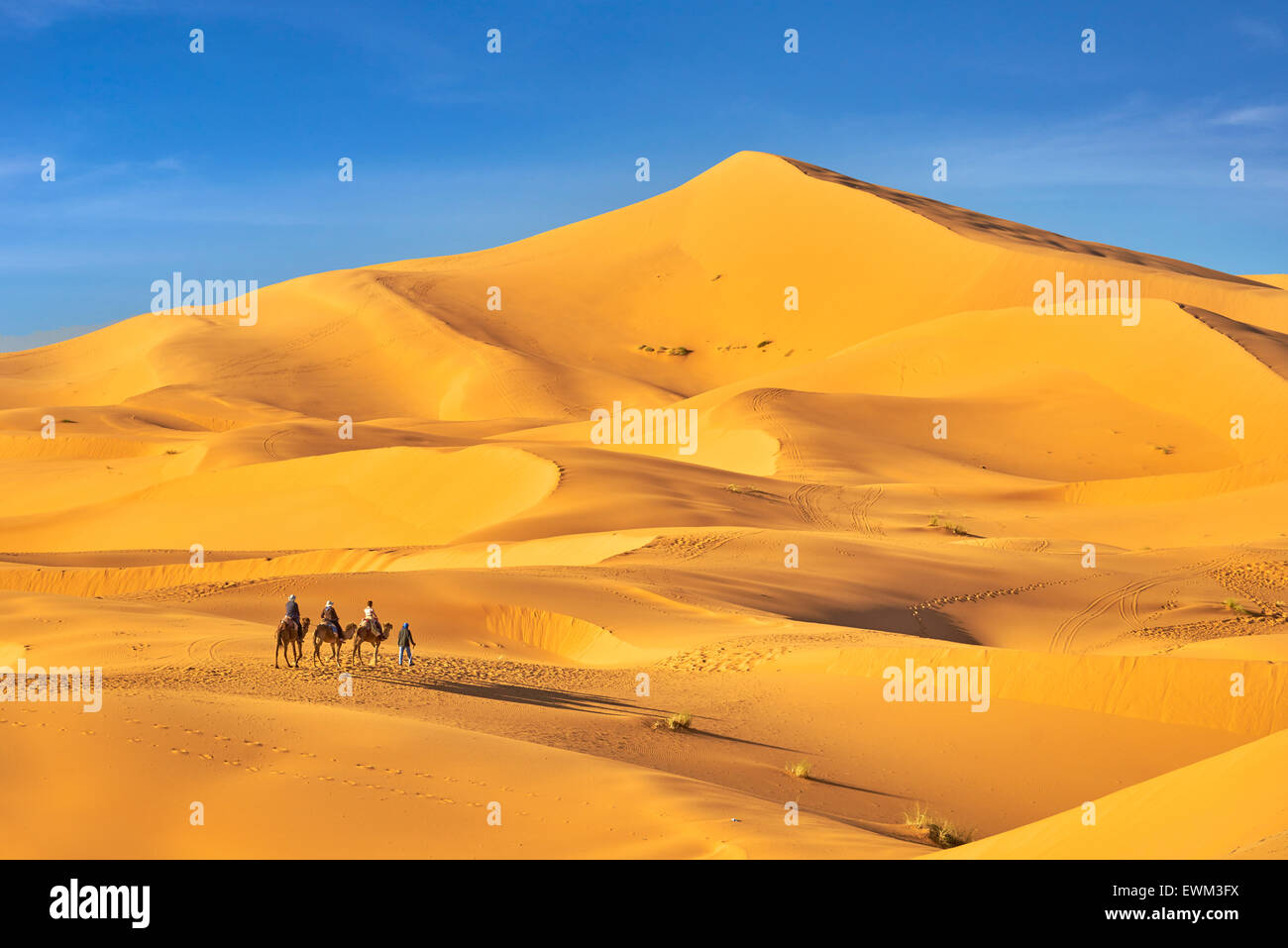 Caravane de chameaux, désert Erg Chebbi près de Merzouga, Sahara, Maroc Banque D'Images