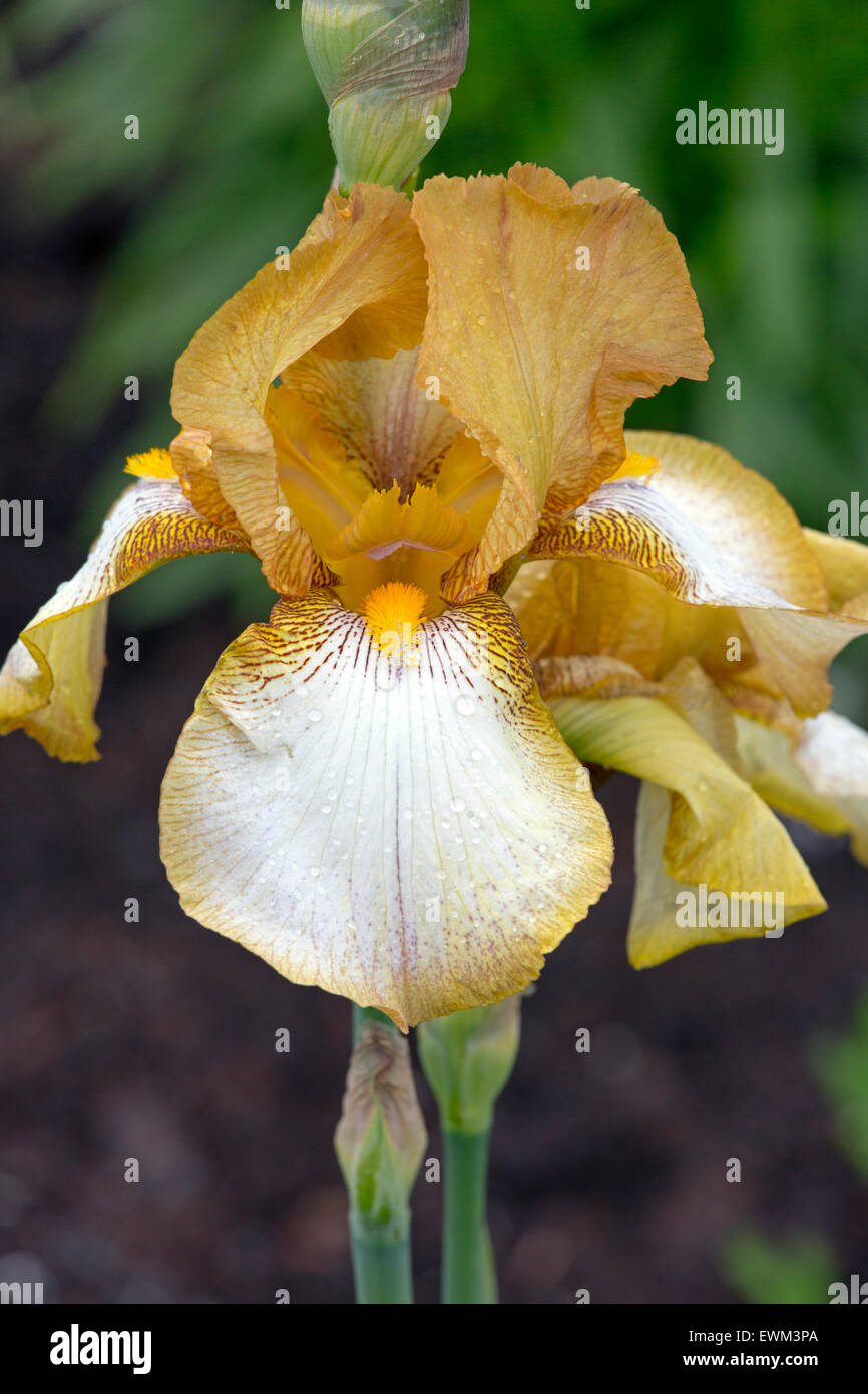 Susan Benton Iris Banque D'Images